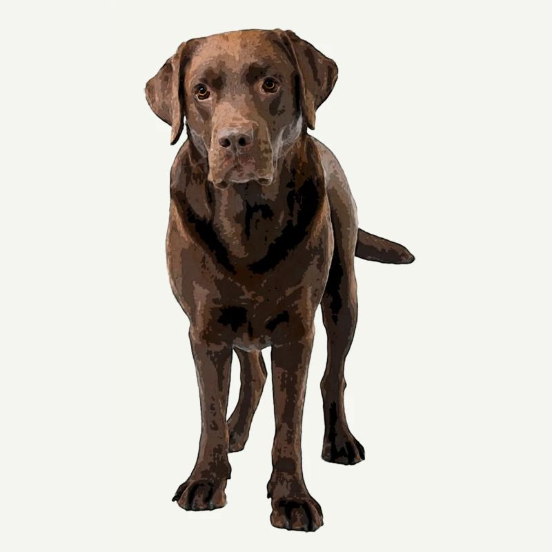Brauner Labrador Comic Styl