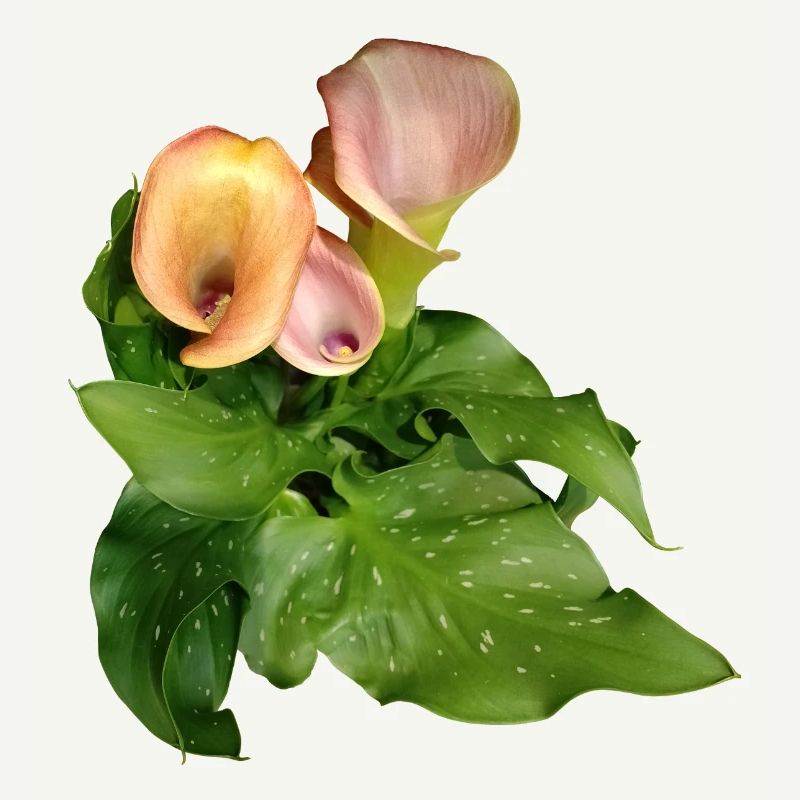 Fleurs de Calla en vert