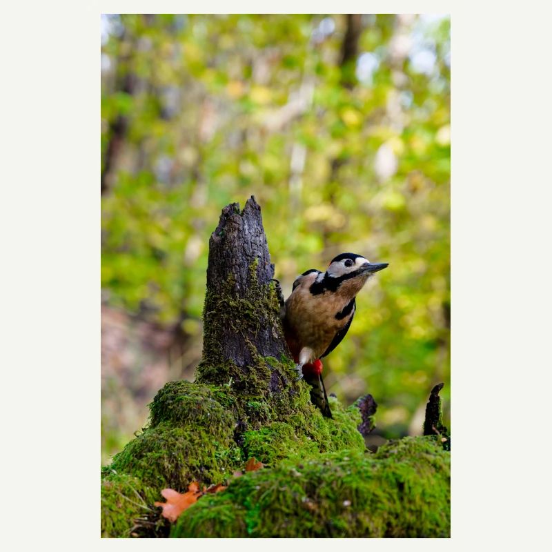 Waldspecht auf moosigem Baumstumpf