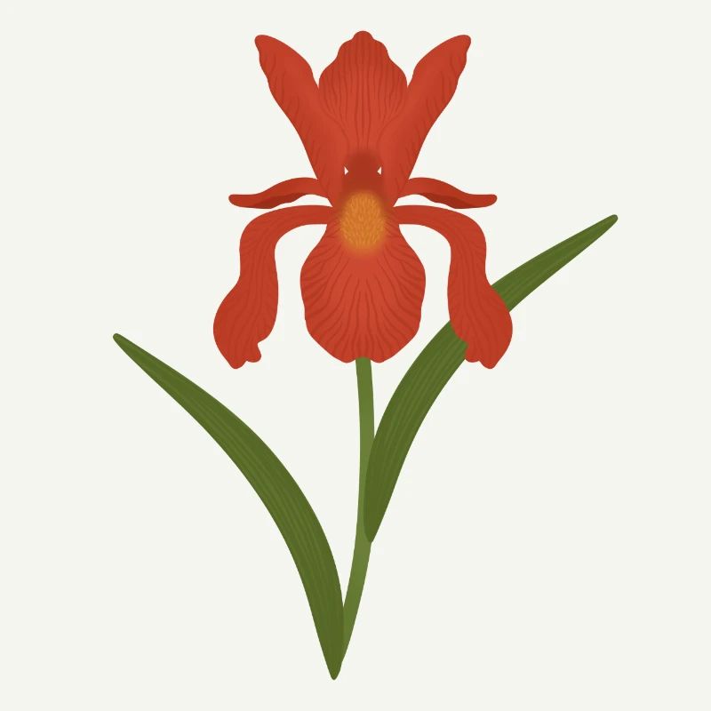 Iris Botanical Illustration