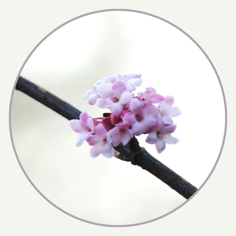 Fleur rose et blanche délicate, fleur blanche