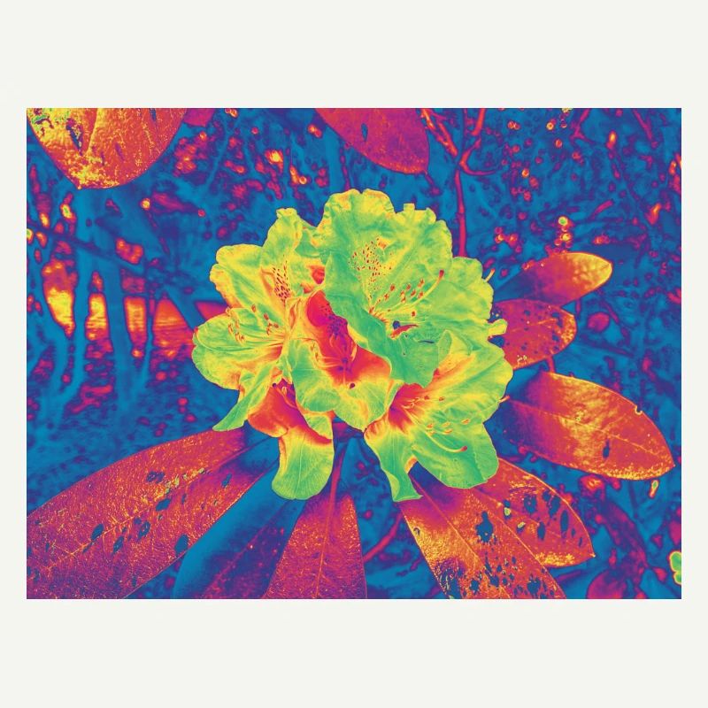Fleur Néon Fleur Psychédélique