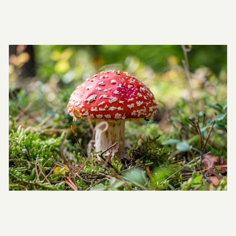 Toadstool