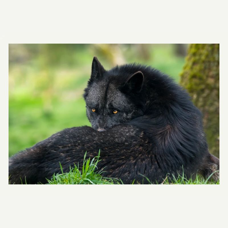 Schwarzer Wolf in Ruhe