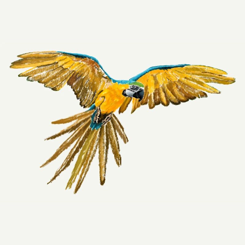 Yellow-blue parrot flight
