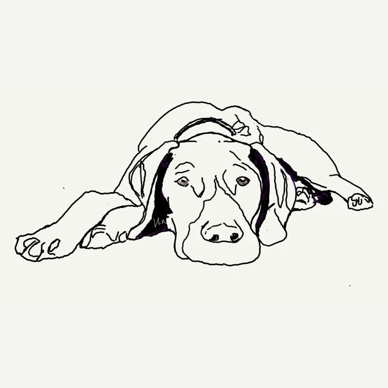 Pointer Deutsch Kurzhaar