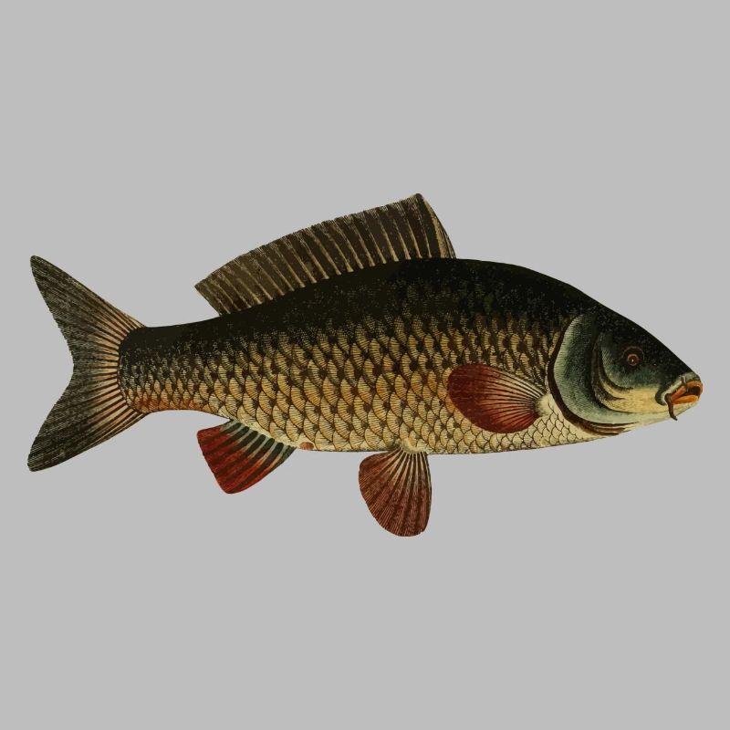 Fisch Karpfen