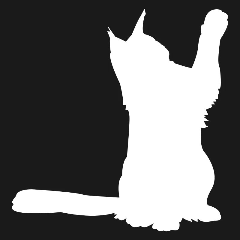Maine Coon 2