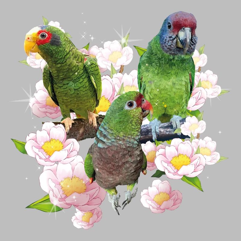Perroquets