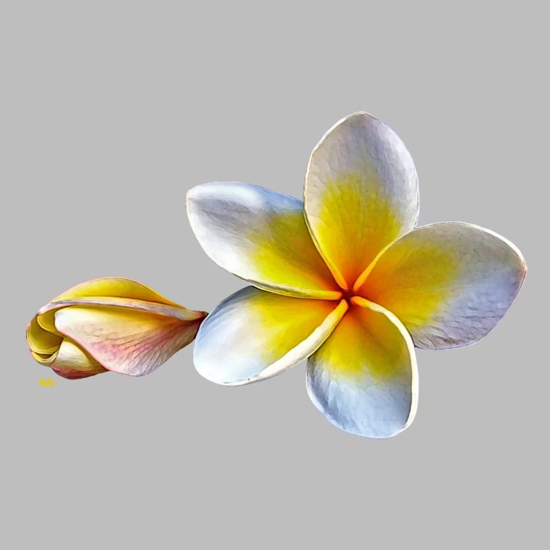 Weisse plumeria oder Frangipani Blume