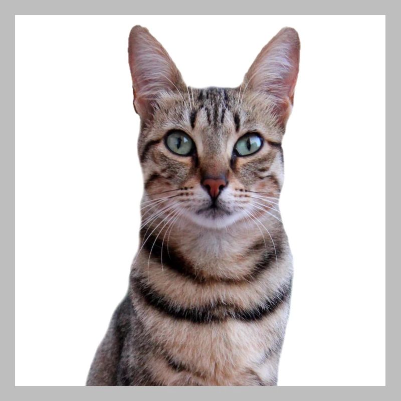 Chat chat chaton doux