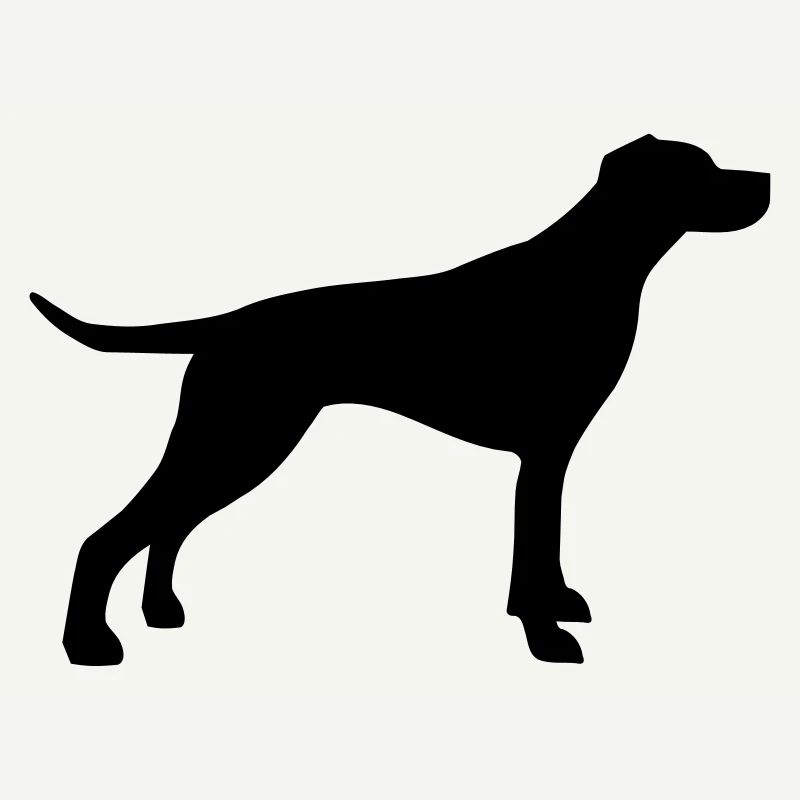 English Pointer