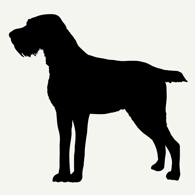German Wirehaired Pointer
