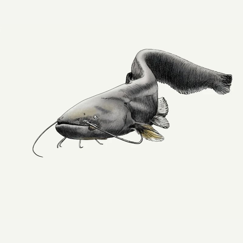 catfish