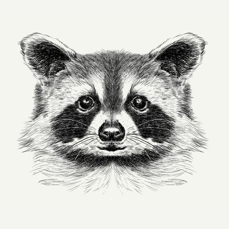 Racoon