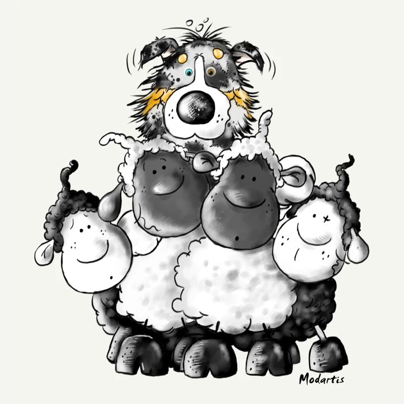 Australian Shepherd Hund und Schafe