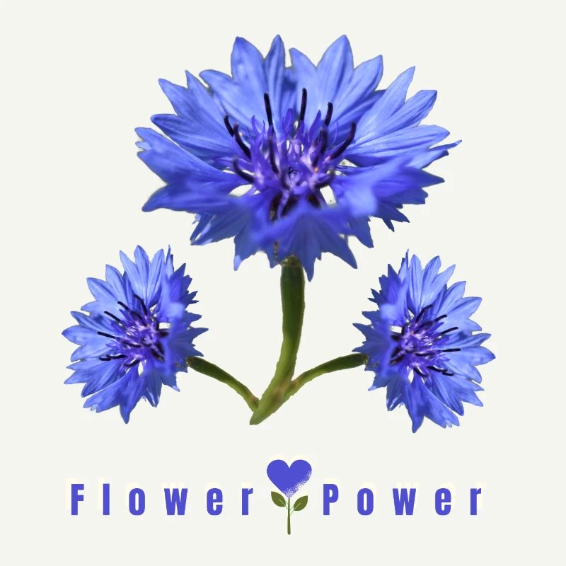 Fleur de maïs bleu