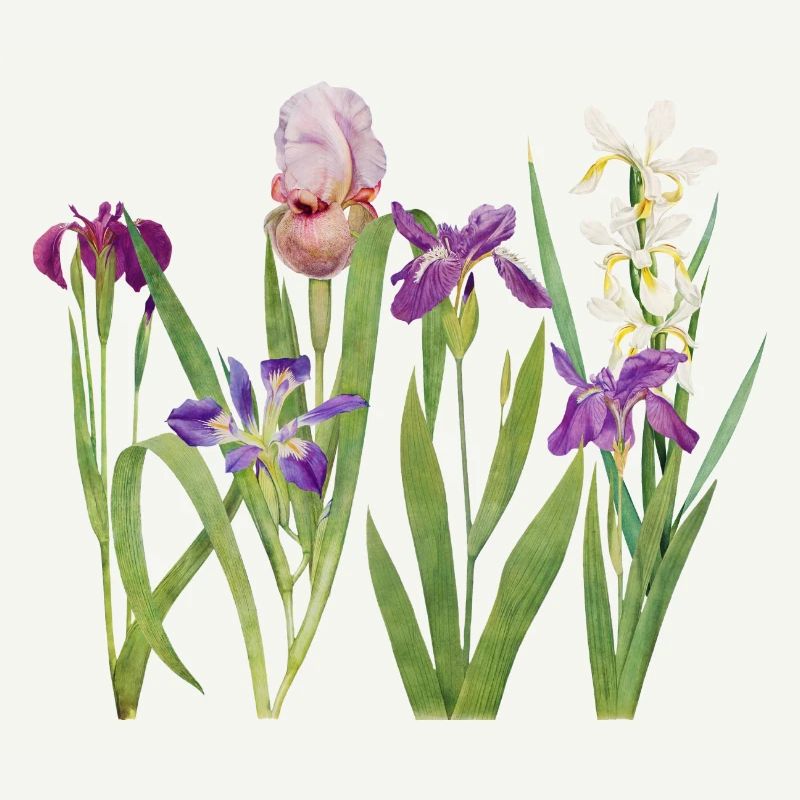 Wilde Iris und Orchidee Botanisches Design