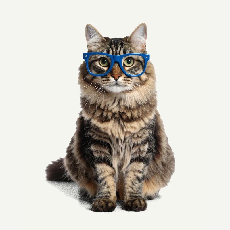 Getigerte Katze m blauer Brille – Good Pet Edition