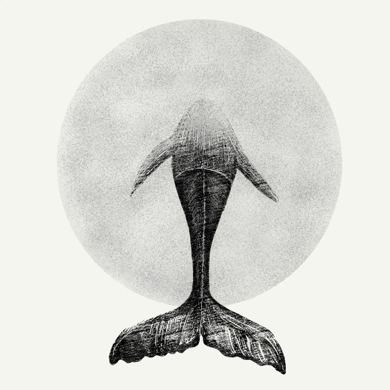 Géant de la plongée : la baleine dans le cercle de l’océan