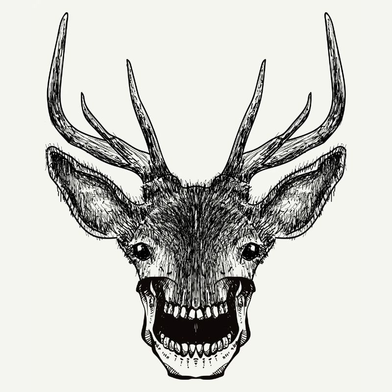 Deer Skull