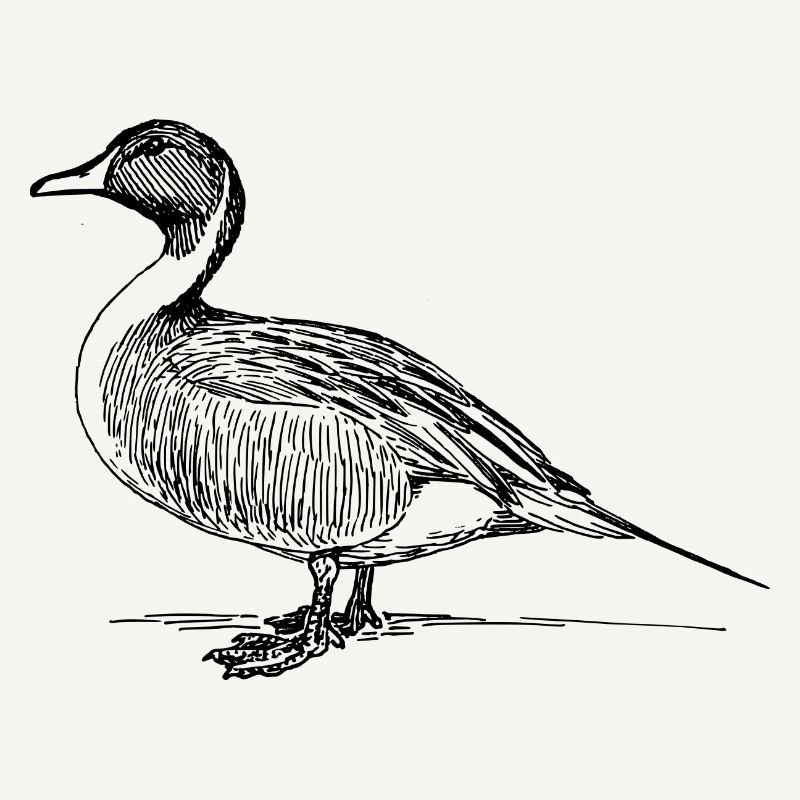 duck56