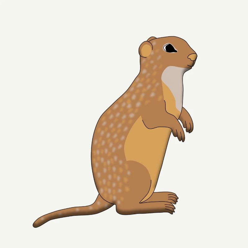 Ground squirrel is