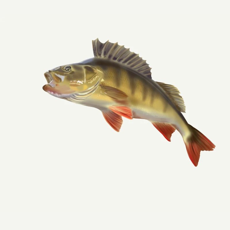 Perch