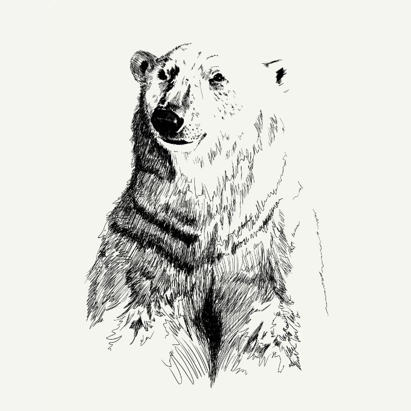 ours blanc
