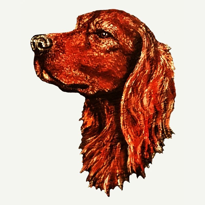 Irish setter portrait