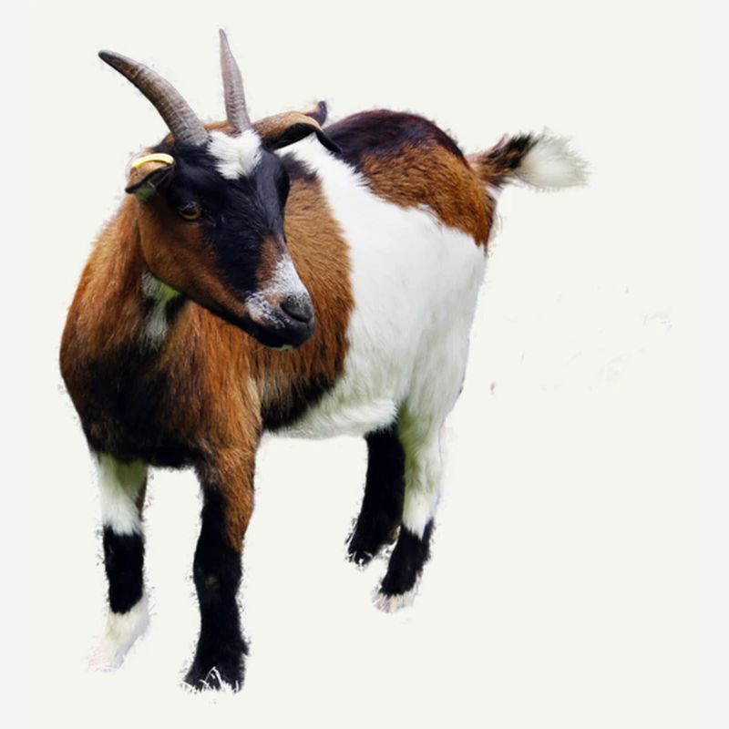 Ziege