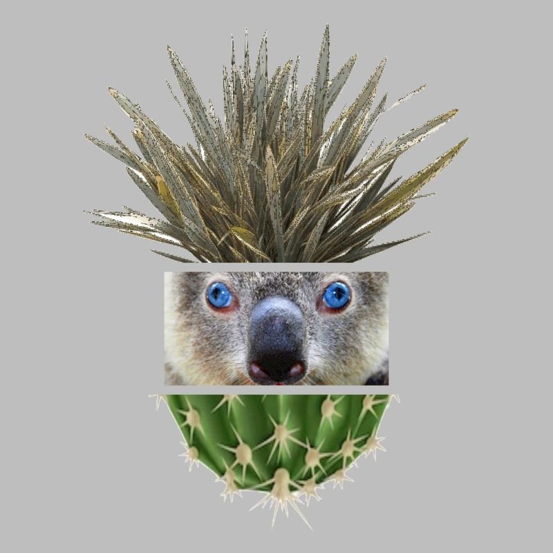 Koala Azure Cactus Collage