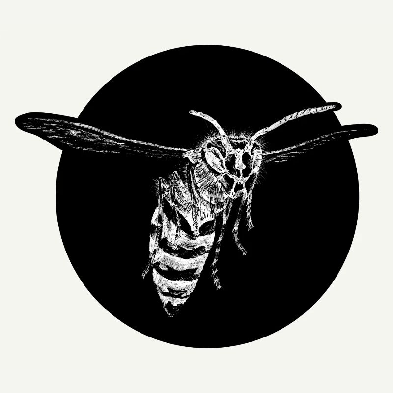 Wasp - Bee - Insect