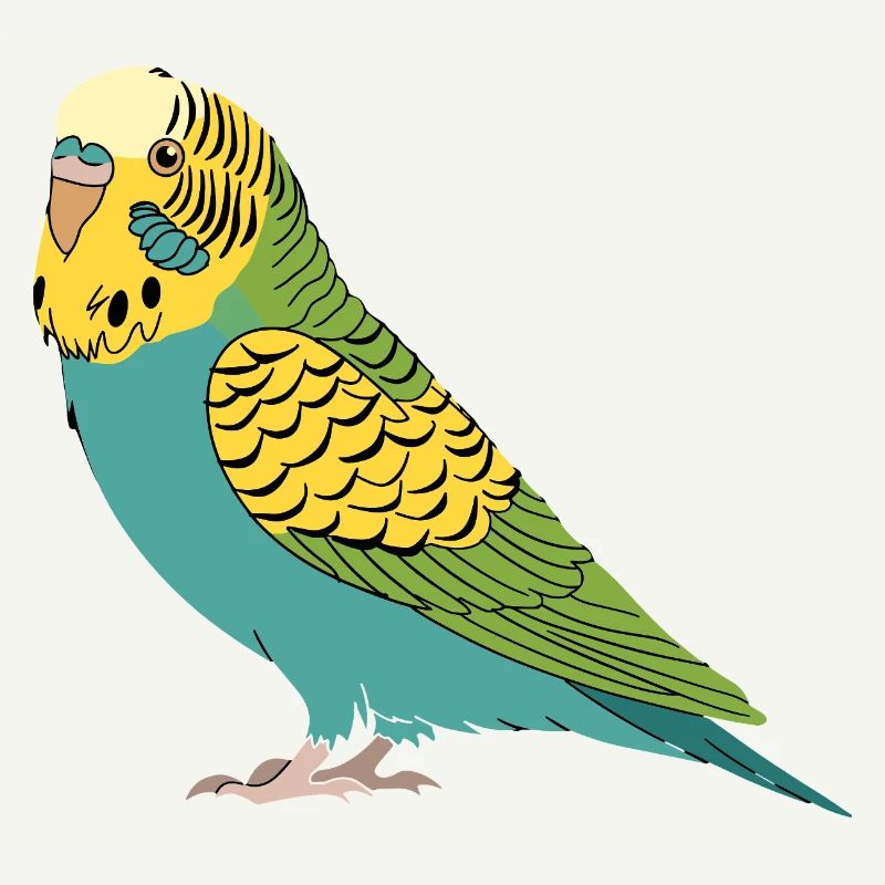 Perruche perruche turquoise vert jaune