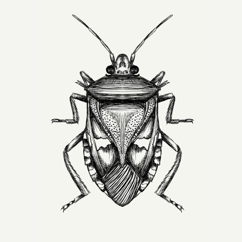 Bug