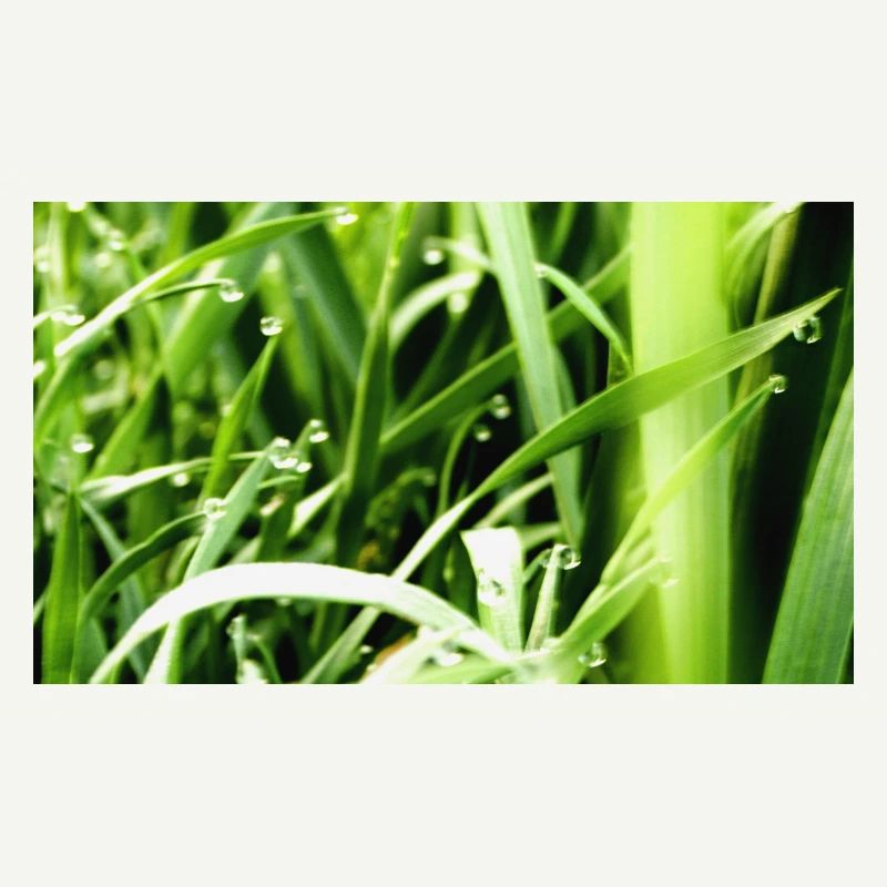 Herbe du matin