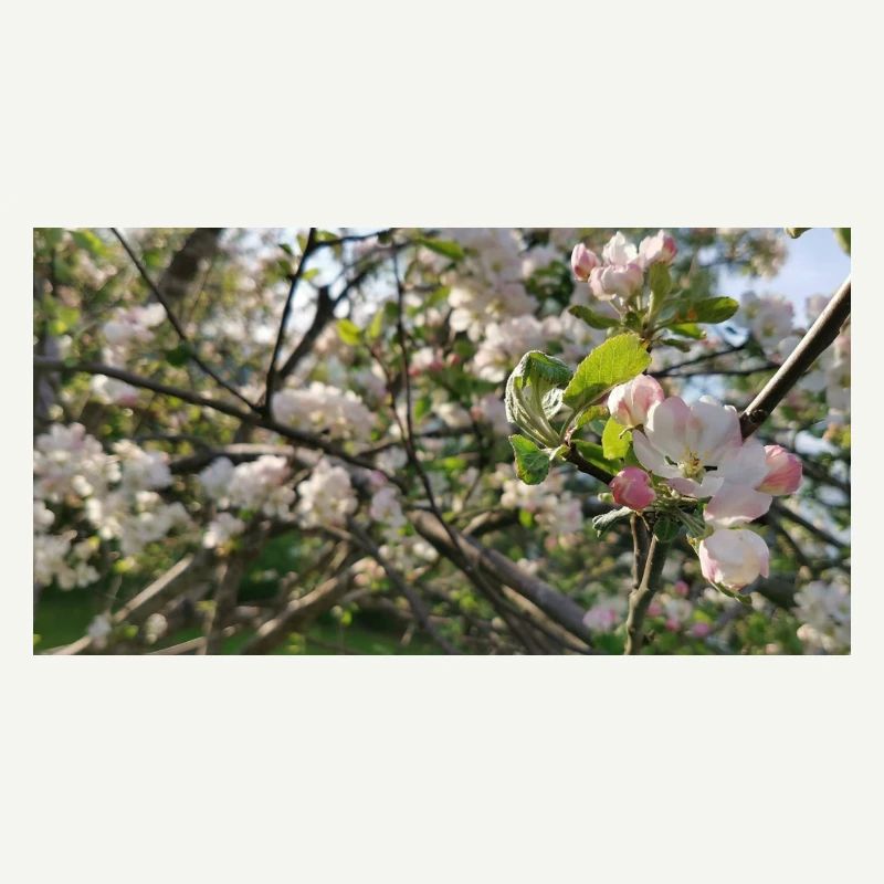 Cherry blossom branches Spring