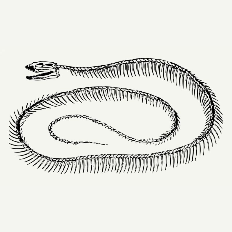 Reptil Skelett