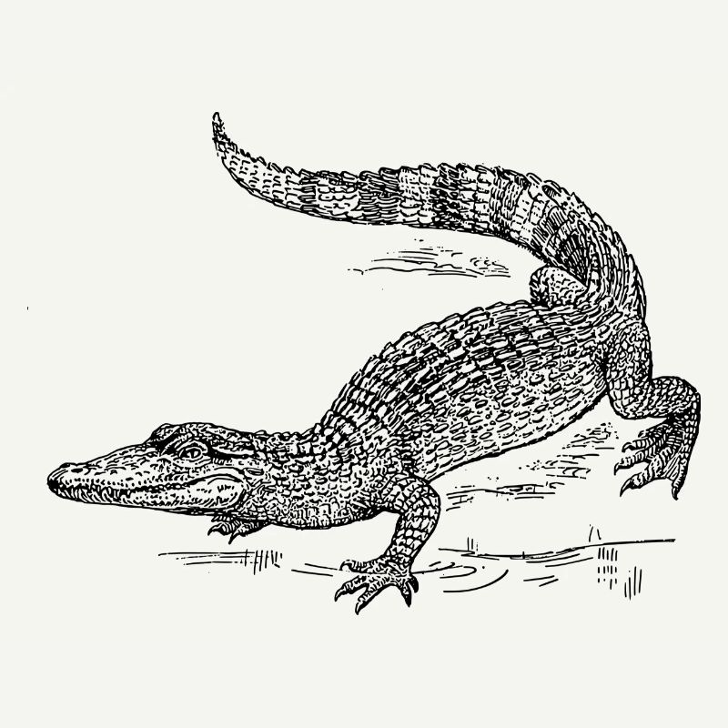 kroko 58