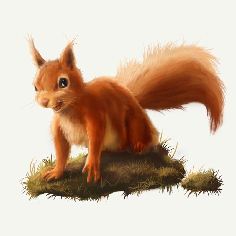 Kleines Eichhörnchen