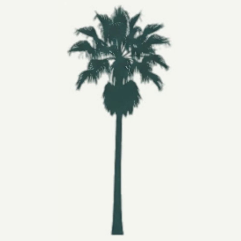 Tropical palm tree design