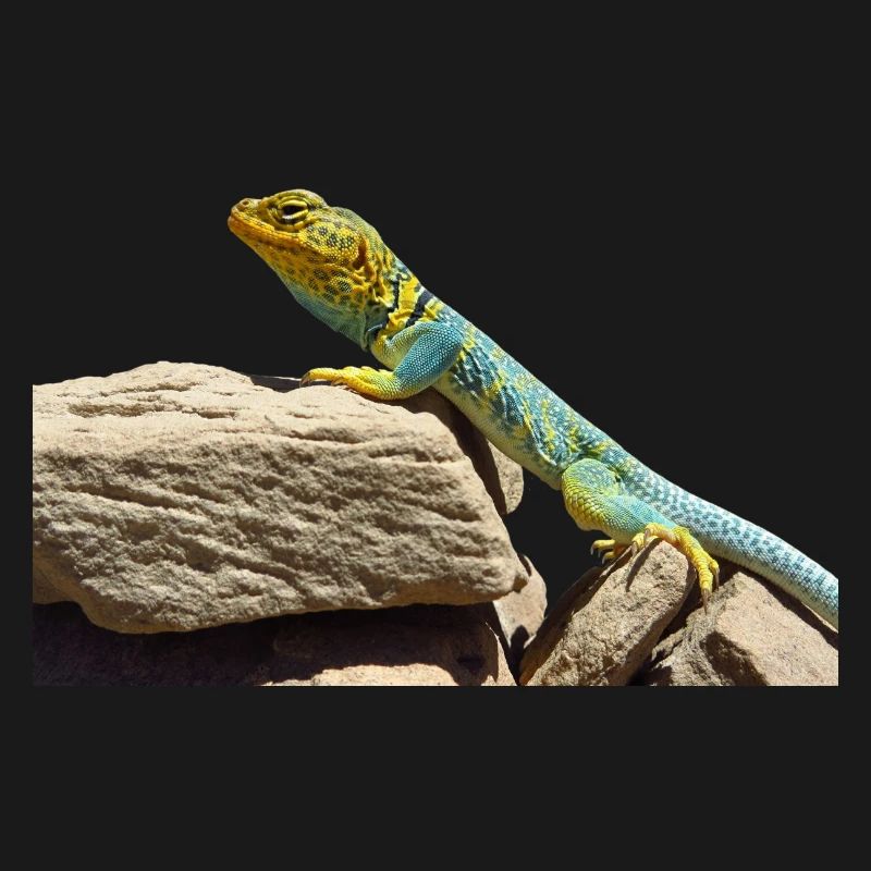 gecko lizard echse eidechse