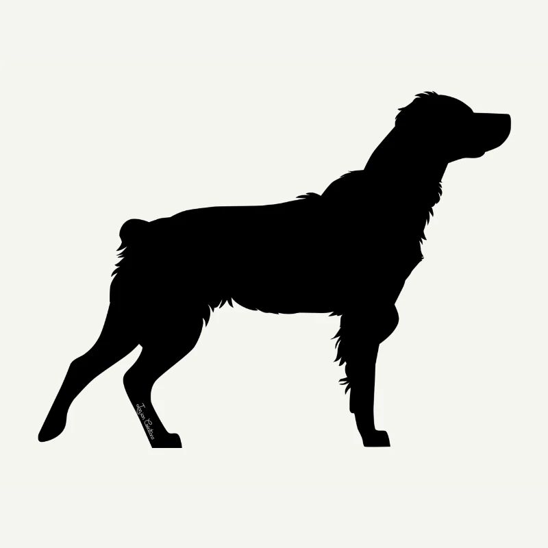 Regenbogen schwarz Spaniel Breton