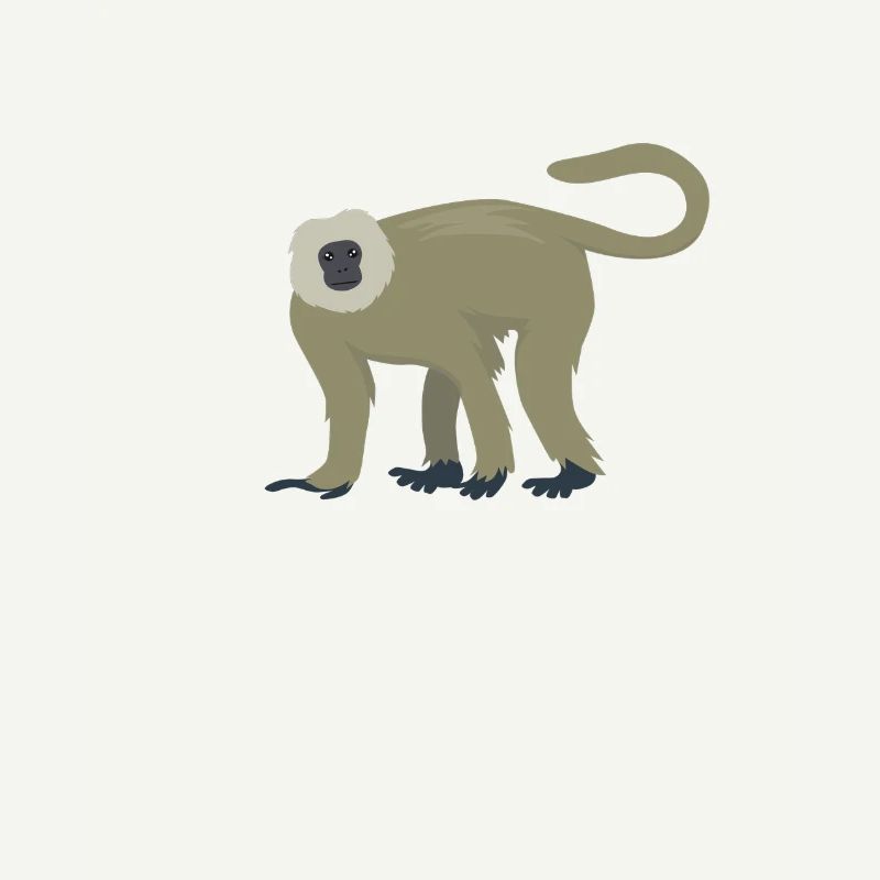 Langur élégant