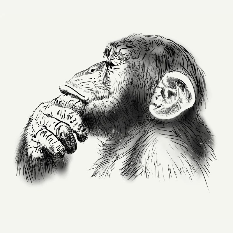 chimpanzé