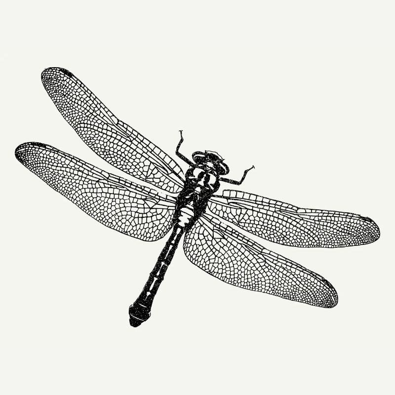 Libellule