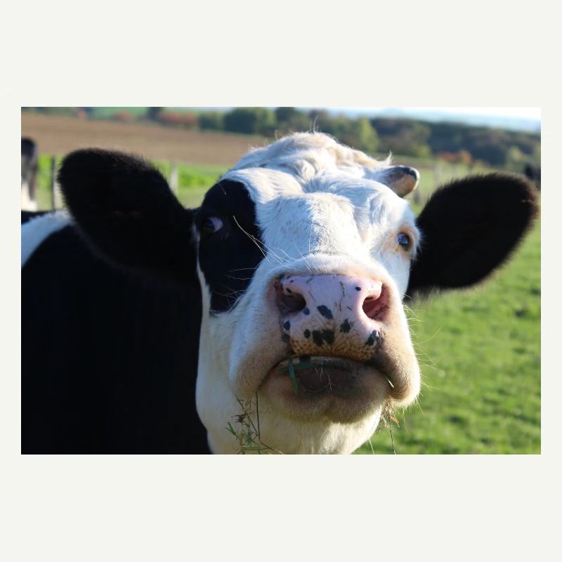 Affiche vache