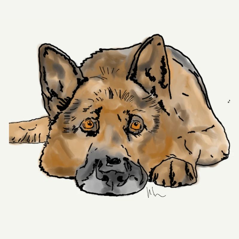Deutscher Schäferhund