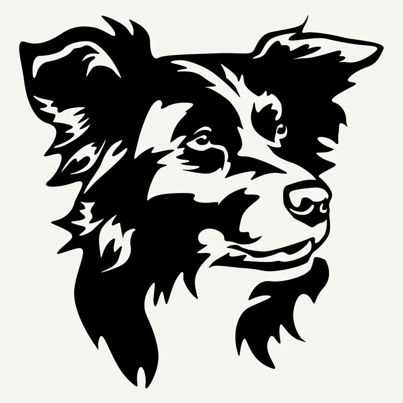 Tête de Border Collie