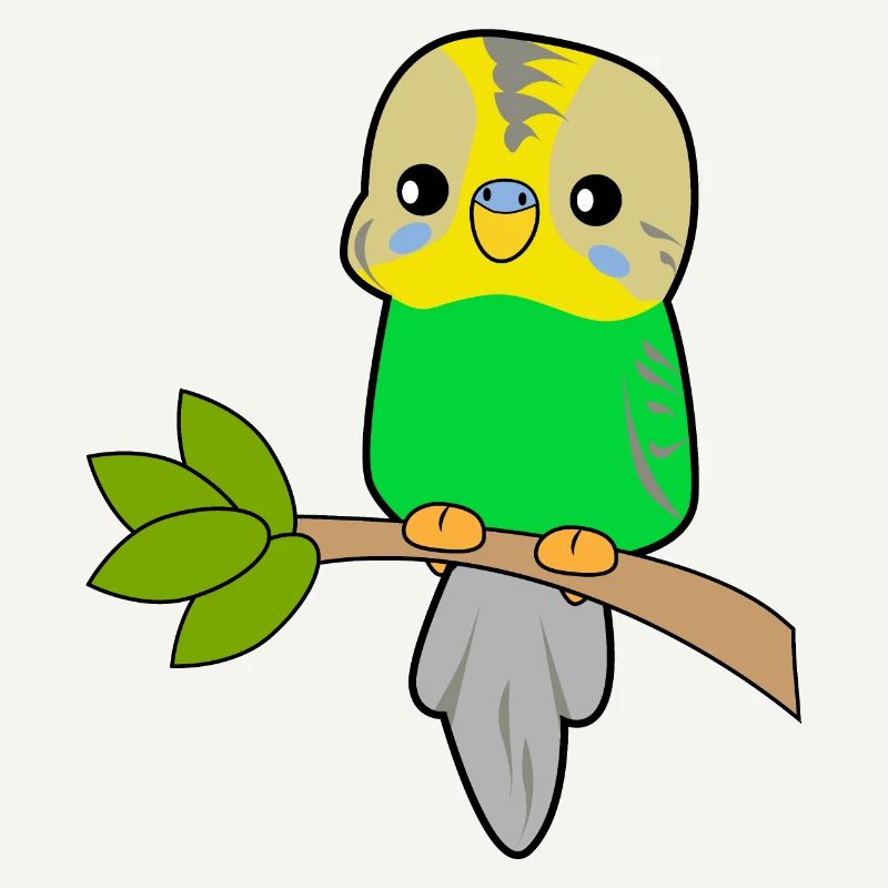 Perroquet budgerigar